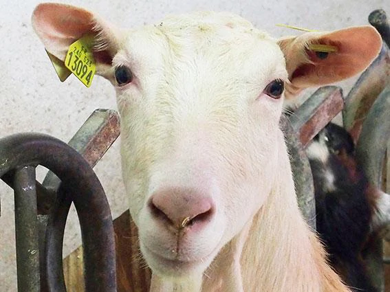 GAEC CHOVIN-CLEMENT Fromages de chèvre fermiers