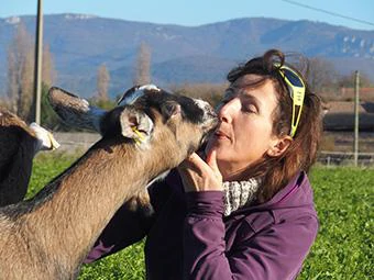 Nos chèvres-GAEC Chovin-Clément